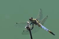 Orthetrum cancellatum