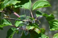 Gomphus pulchellus
