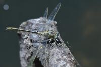 Gomphus pulchellus