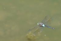 Anax parthenope
