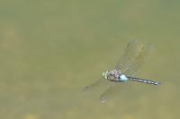 Anax parthenope