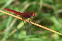 Crocothemis erythraea
