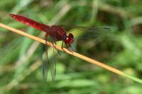 Crocothemis erythraea