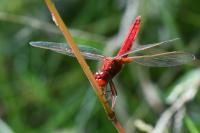 Crocothemis erythraea