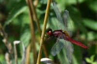 Crocothemis erythraea