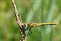 Sympetrum fonscolombii