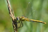 Sympetrum fonscolombii
