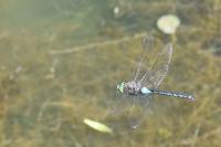 Anax parthenope