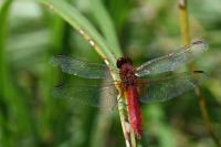 Crocothemis erythraea