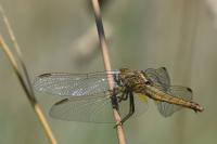 Crocothemis erythraea