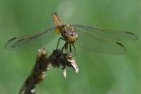 Crocothemis erythraea