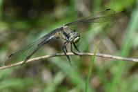 Orthetrum cancellatum