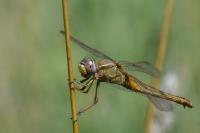 Crocothemis erythraea