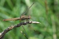 Crocothemis erythraea