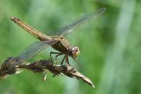 Crocothemis erythraea