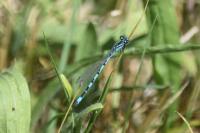 Coenagrion mercuriale