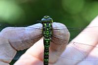Aeshna cyanea