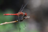 Sympetrum sanguineum