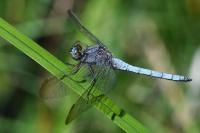 Orthetrum coerulescens