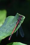 Pyrrhosoma nymphula