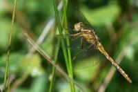 Orthetrum coerulescens