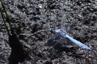 Orthetrum brunneum