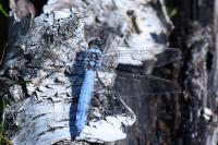 Orthetrum brunneum