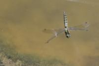 Orthetrum cancellatum