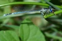 Platycnemis pennipes