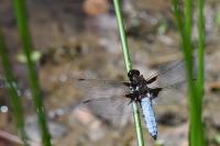 Libellula depressa