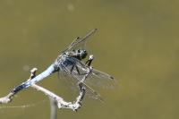 Orthetrum cancellatum