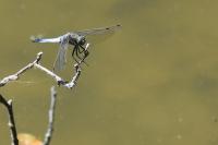 Orthetrum cancellatum