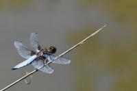 Libellula depressa