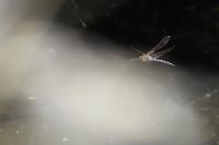 Aeshna grandis