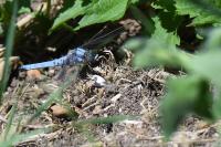 Orthetrum brunneum