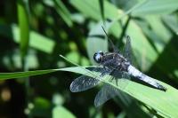 Libellula fulva