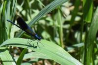 Calopteryx splendens