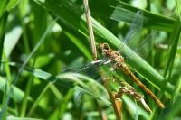 Sympetrum striolatum