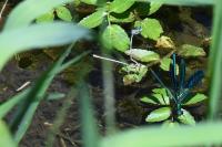 Calopteryx splendens