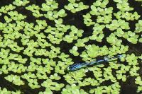 Erythromma lindenii