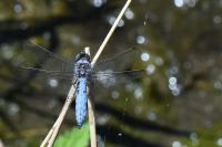Orthetrum brunneum