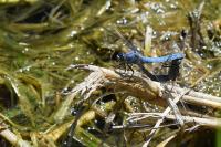Orthetrum brunneum