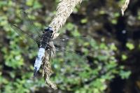Libellula fulva