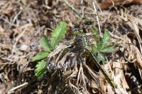 Gomphus pulchellus