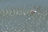 Anax parthenope