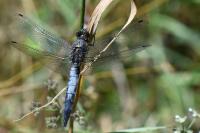 Orthetrum cancellatum