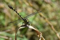 Onychogomphus forcipatus