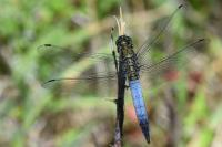 Orthetrum cancellatum