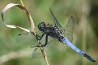 Orthetrum cancellatum