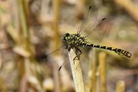 Onychogomphus forcipatus
